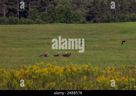 Un gregge di tacchini tom nel Wisconsin settentrionale. Foto Stock