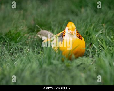 Fagiano d'oro o Chrysolophus pictus, noto anche come fagiano cinese. Uccello luminoso con piume gialle in erba. Foto Stock