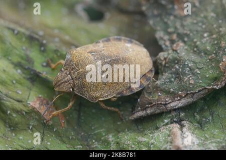 Closeup su un adulto marrone scudo tartaruga bug, Eurgygaster testudinaria seduta su una foglia essiccata Foto Stock