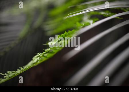 Sfondo botanico astratto sfocato. Fern e palme foglie di primo piano Foto Stock