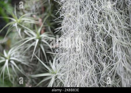 Old mans barba primo piano e spargimento sfocato airplant sullo sfondo Foto Stock