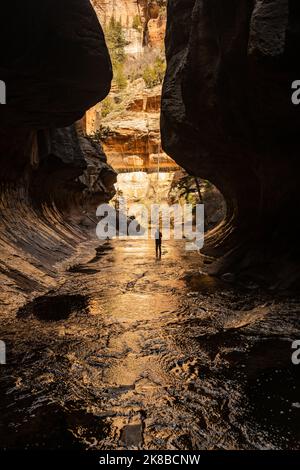 Il bivio a sinistra di North Creek illumina il Golden al mattino al Subway Canyon di Zion Foto Stock