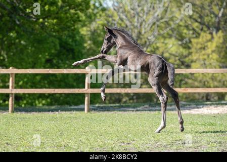 L'allevamento di nemici Foto Stock