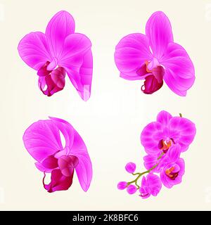 Bella viola orchidea fiori closeup isolato vintage set secondo vettore modificabile illustrazione disegno a mano Illustrazione Vettoriale