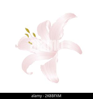 Fiore bianco Lily Lilium candidum, illustrazione vettoriale disegno a mano modificabile Illustrazione Vettoriale