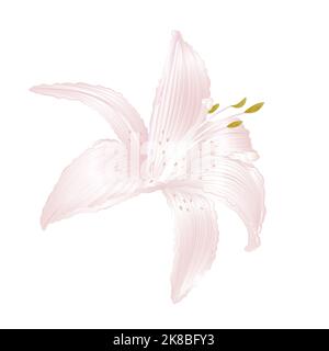 Lily white Lilium candidum, un vettore fiore bianco illustrazione modificabile disegno a mano Illustrazione Vettoriale