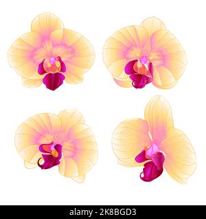 Giallo Orchidea Phalaenopsis bello fiore primo piano set vintage vettore modificabile illustrazione disegno a mano Illustrazione Vettoriale