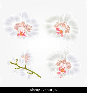 Orchid Phalaenopsis Fiori bianchi piante tropicali gambo verde e boccioli vintage set primo vettore botanico illustrazione per disegno mano Illustrazione Vettoriale