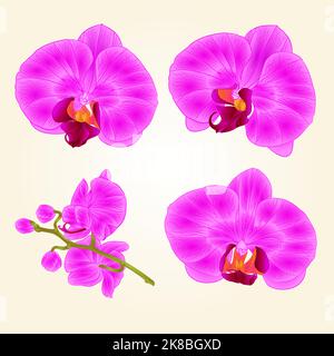 Bella viola orchidea fiori closeup isolato vintage set primo vettore modificabile illustrazione disegno a mano Illustrazione Vettoriale