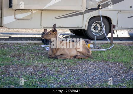 Giace giovane mulo marrone cervi, non ha paura di persone e camminare liberamente in un parcheggio per camper Foto Stock