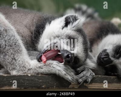 Coppia addormentata di limur a coda di anello o di catta di lemur. Gli animali pelosi grigi hanno un pisolino su una tavola di legno. Foto Stock