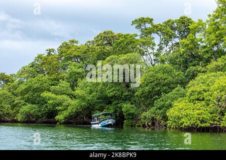 Isola tropicale. Linea costiera selvaggia lussureggiante giungla esotica e mangrovie. Bastimentos Island, Bocas del Toro, America Centrale, Panama. Foto Stock