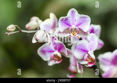 Orchidee viola su sfondo sfocato. Primo piano foto di fiori esotici in fiore. Germogli fragili sui rami senza foglie. Foto Stock