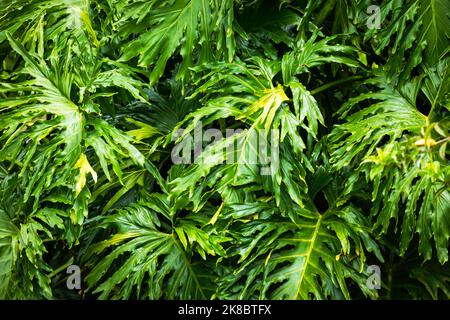 Foglie verdi di Monstera filodendro pianta che cresce in selvaggio, la foresta tropicale pianta. Foto Stock