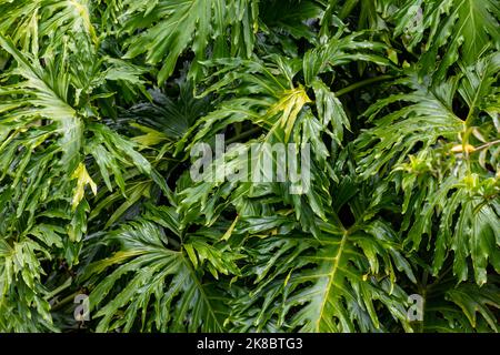 Foglie verdi di Monstera filodendro pianta che cresce in selvaggio, la foresta tropicale pianta. Foto Stock