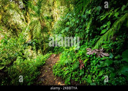 Percorso della giungla per le cascate perdute a Boquete, Panama. Foto Stock