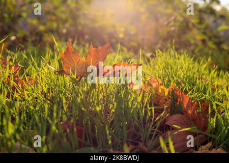 Una foglia d'acero arancione giacente nell'erba al mattino in Polonia Foto Stock