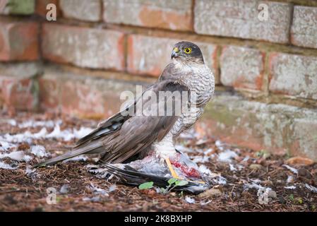 Sparrowwhawk eurasiatico (accipiter nisus) mangiare la sua preda, un piccione di legno morto, in un giardino britannico. Habitat faunistico di Sparrow Hawk, rapaci britannici Foto Stock