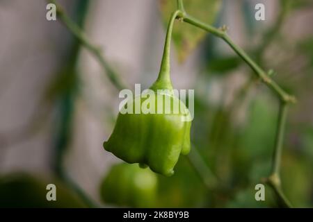 Primo piano di un peperoncino verde Mad Hatter, detto anche pepe della corona del vescovo o campana di Natale, appeso in un ramo di cespuglio con sfondo sfocato Foto Stock