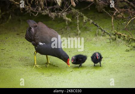 Moorhen (Fulica chloropus) con i pulcini che svanono sulle erbacce dello stagno sul Canal Grande dell'Unione a Stoke Bruerne, Northamptonshire, Regno Unito Foto Stock