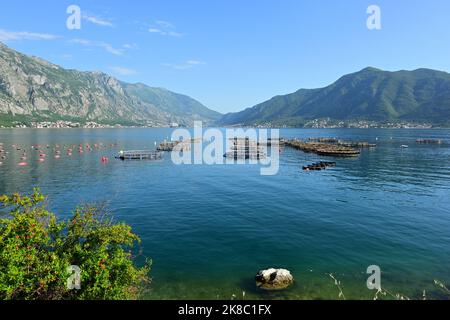 Allevamento ittico nella baia di Cattaro, Montenegro, Europa Foto Stock