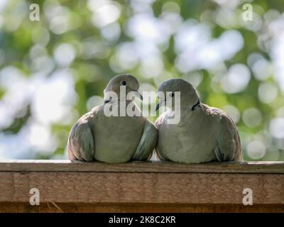 Colomba a collare Streptopelia decaocto Foto Stock