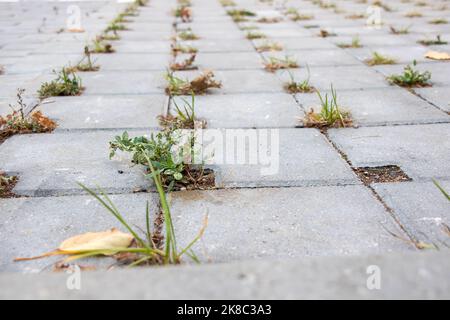 L'erba verde cresce dai giunti delle lastre di pavimentazione in primo piano Foto Stock