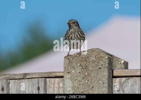 Fauna selvatica urbana uccello giardino, giovanile dunnock, Prunella modulo Foto Stock