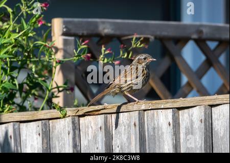 Fauna selvatica urbana uccello giardino, giovanile dunnock, Prunella modulo Foto Stock