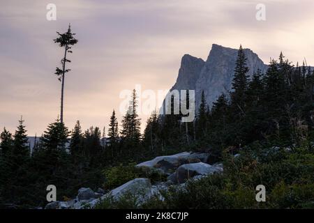 Un pino alto e sottile che sorge sopra una foresta circostante nella diramazione Sud del Cascade Canyon al tramonto. Grand Teton National Park, Wyoming Foto Stock