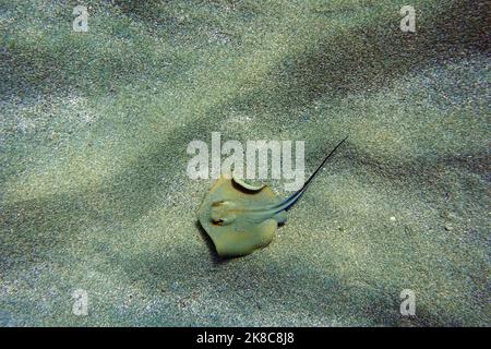 Fotografia subacquea scena con bella stingray Foto Stock