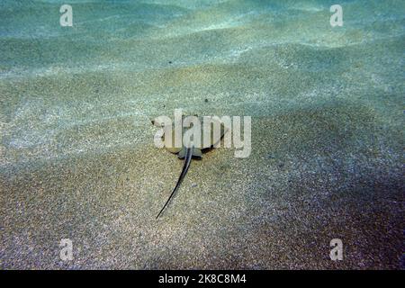 Fotografia subacquea scena con bella stingray Foto Stock