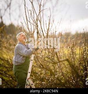 Giardiniere senior nel suo giardino di pergamulture - preparandosi per la stagione, svolgendo le necessarie attività primaverili Foto Stock