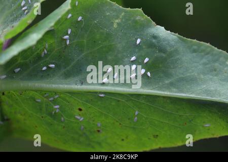 Whitefly problemi nel giardino, whiteflies sulle verdure. Sono parassiti importanti di molte piante. Foto Stock