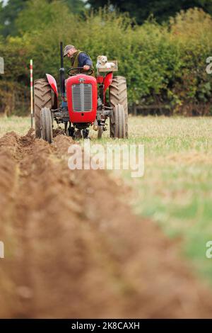 La gara annuale di aratura, hedecutting e ditching tenutasi nel Warwickshire settentrionale, Inghilterra, Sheepy and District 106th. L'evento mostra la capacità di arare utilizzando trattori o cavalli moderni e vintage. Nella foto, il contadino locale Richard Ingram con il suo cane Jerry che lo accompagna agli eventi in uno speciale sedile a piattaforma sul trattore. Foto Stock