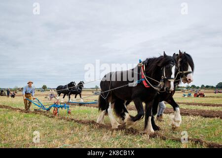 La gara annuale di aratura, hedecutting e ditching tenutasi nel Warwickshire settentrionale, Inghilterra, Sheepy and District 106th. L'evento mostra la capacità di arare utilizzando trattori o cavalli moderni e vintage. La figura mostra i concorrenti che utilizzano i cavalli per arare. Foto Stock