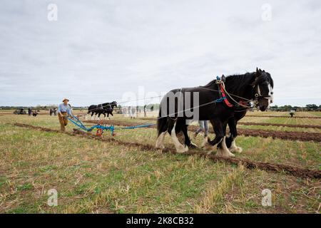 La gara annuale di aratura, hedecutting e ditching tenutasi nel Warwickshire settentrionale, Inghilterra, Sheepy and District 106th. L'evento mostra la capacità di arare utilizzando trattori o cavalli moderni e vintage. La figura mostra i concorrenti che utilizzano i cavalli per arare. Foto Stock