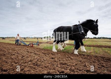 La gara annuale di aratura, hedecutting e ditching tenutasi nel Warwickshire settentrionale, Inghilterra, Sheepy and District 106th. L'evento mostra la capacità di arare utilizzando trattori o cavalli moderni e vintage. La figura mostra i concorrenti che utilizzano i cavalli per arare. Foto Stock