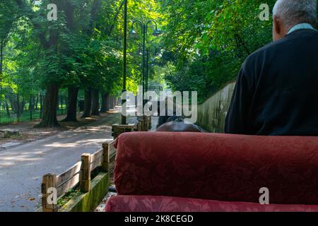 Guida in carrozza attraverso un bel parco. Foto Stock