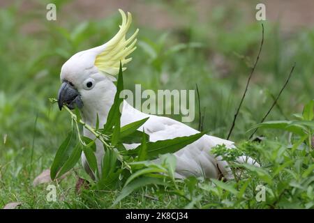 Cockatoo solforato che si nutrono sulle piante Foto Stock