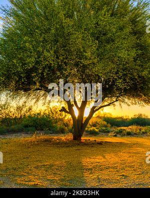 Un albero di Palo Verde in fiore crea un ricco tappeto giallo mentre incornicia il sole tramontante nei suoi rami. Foto Stock