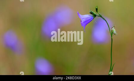 Fiore di Bluebell nelle White Mountains dell'Arizona lungo la forcella ad ovest del fiume Little Colorado. Foto Stock