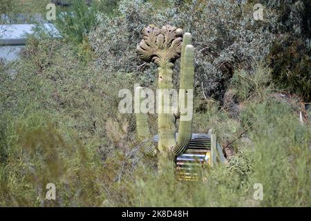 Un esempio di raro Saguaro crestato Foto Stock