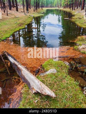 Un laghetto tranquillo riflette la foresta e il cielo incorniciato da aghi caduti di pino ponderosa lungo un ruscello su Spring Trail. Vicino a Pinetop-Lakeside nel Mo Bianco Foto Stock