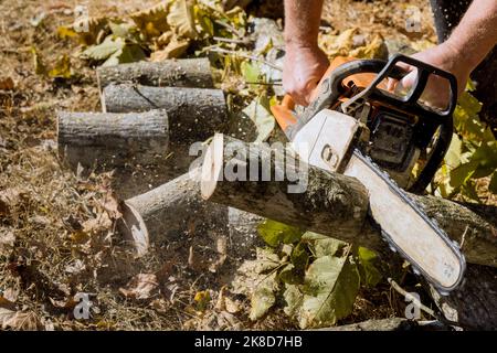 In seguito a una violenta tempesta di uragano, i lavoratori municipali tagliano e rimuovono gli alberi sradicati dal parco. Foto Stock