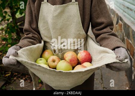 Primo piano di una donna senior giardiniera o di un agricoltore che tiene un mucchio di mele fresche e succose mature in un grembiule di lino mentre si trova davanti alla macchina fotografica Foto Stock