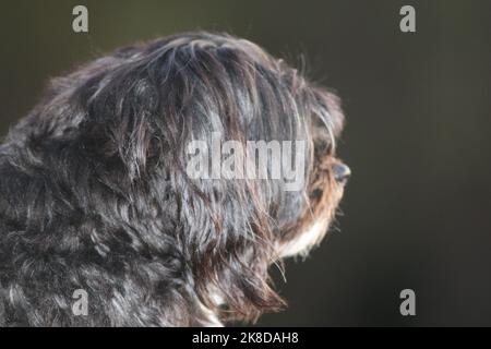 Assooty il cane bianco e nero del barbone di croce maltese che guarda lontano dalla macchina fotografica e nella distanza Foto Stock