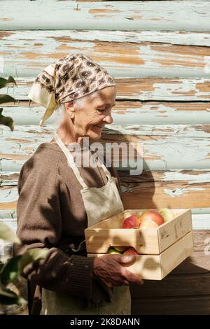 Vista laterale di una donna anziana in pensione che trasporta una scatola di legno con mele mature raccolte da alberi che crescono nel giardino dalla casa estiva Foto Stock