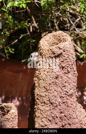 Un Meerkat Dalla Coda Snella allo Zoo di Perth, Australia Occidentale Foto Stock