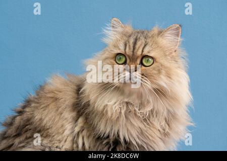 inglese longhair chinchilla gatto gattino persiano guardando fino al lato. Foto Stock